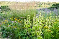 The Barn Garden is a mix of grasses and late flowering perennials including Phlomis russeliana, heleniums, Verbena bonariensis and crested tansy, Tanacetum vulgare var. crispum. The Bay Garden, Camolin, Co Wexford, Ireland