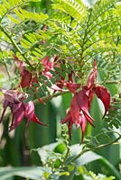 Clianthus puniceus 'Cardinal' - lobster claw, early spring flowering tender shrub