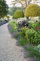 Summer borders in the Millennium Garden designed by Xa Tollemache are edged with Lavandula intermedia 'Grosso' and feature clipped holm oaks, Quercus ilex, Verbena bonariensis, tradescantia, day lilies and dark leaved Dahlia 'Twyning's After Eight'. Castle Hill, Barnstaple, Devon, UK
