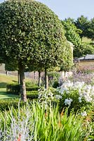 Clipped holm oak, Quercus ilex, underplanted with perovskia, Nicotiana sylvestris and white phlox in the Millennium Garden at Castle Hill, Barnstaple, Devon, UK