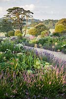 Summer borders in the Millennium Garden designed by Xa Tollemache are edged with Lavandula intermedia 'Grosso' and feature clipped holm oaks, Quercus ilex, Verbena bonariensis, sedums and echinops. Castle Hill, Barnstaple, Devon, UK