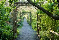 The rose walk, displaying over 200 old fashioned roses in June, underplanted with hostas, hardy geraniums, forget-me-nots and other ground covering herbaceous perennials.