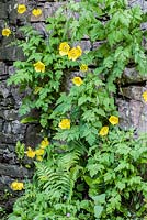 Meconopsis cambrica. Welsh poppies, self seeded into a stone wall.