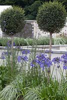 Viburnum tinus, lollipop shaped trees and agapanthus framing low walls in 'R Space' in RHS Tatton Flower Show 2015