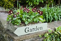 Border auriculas above 'garden' sign. Summerdale House, Lupton, Cumbria, UK