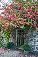 Ornamental quince forms a canopy over the gate leading from the courtyard into the garden. Summerdale House, Lupton, Cumbria, UK