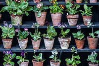 Primula auriculas displayed in a traditional theatre, used to protect the flowers from rain. Cumbria, UK