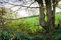 Views out of the garden reach to Farleton Knot, across farmland where sheep graze. Cumbria, UK