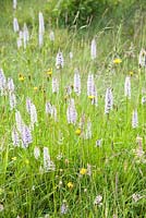 Damp meadow full of common spotted orchid, Dactylorhiza fuchsii. Upper Tan House, Stansbatch, Herefordshire, UK