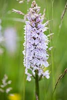 Dactylorhiza fuchsii - Common spotted orchid. Upper Tan House, Stansbatch, Herefordshire, UK

