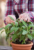 Woman gathering Salvia officinalis leaves for culinary use - Sage