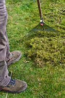 Lawncare in early spring. Removing moss with a rake from a lawn.