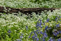 Allium ursinum Ransons and bluebells