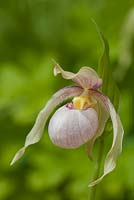 Cypripedium 'Gisela' - lady's slipper orchid 