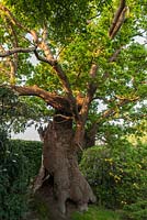 Quercus robur. Ancient oak tree 