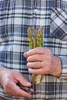 Man harvesting asparagus