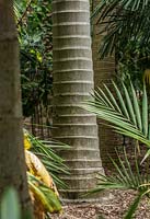 Archontophoenix alexandrae - Alexandra palm, King palm. Royal Botanic Garden Sydney, NSW, Australia