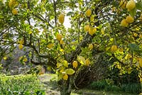 Citrus limon - Lemon tree in Spring, La Huerta, Andalucia, Spain.