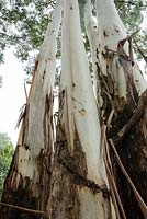 Eucalyptus saligna Sydney blue gum. Ku-ring-gai, NSW, Australia.