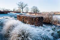 Pennisetum alopecuroides 'Moudry',  Beech hedging - Fagus sylvatica and Eragrostis curvula covered with frost in winter
