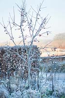 Malus 'Evereste' syn. Malus 'Perpetu', dried flowers of Telekia speciosa - heart-leaved ox eye and Beech hedging - Fagus sylvatica covered with frost in winter