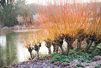 Salix alba var. vitellina 'Yelverton', AGM, and Erica x darleyensis 'White spring surprise' - heathers in January, RHS Garden Wisley, Surrey 