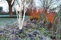 Betula utilis var. jacquemontii - West Himalayan birch, Erica x darleyensis 'White spring surprise', Rubus thibetanus - ghost bramble, Salix alba var. vitellina 'Yelverton', RHS Garden Wisley, Surrey  