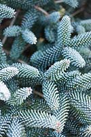 Abies pinsapo 'Aurea' - Spanish fir covered with frost in winter  