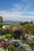 Mixed planting of perennials, grasses and succulents with a view to Sydney Harbour.