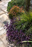 Tradescantia pallida, 'PurpleHeart', Lomandra 'Tanika' and Alternanthera ficoidea, 'Calico Plant' in a mixed planting with grasses and succulents.