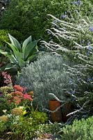 Silver, grey planting scheme featuring Salvia leucantha 'White Velour', Helichrysum italicum - Curry Plant, Agave attenuata - foxtail
