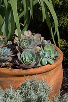 Echeveria secunda, old hen and chickens, growing in a round terracotta pot.