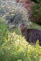 Cat in the garden, surrounded by herbs. Snares Hill Cottage, Essex