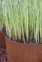 Typha - Circular metal container with variegated bullrush. The Future Nature GardenRHS Chelsea Flower Show 2009