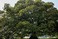 Ficus macrophylla - Moreton Bay fig. Late summer, The Domain, Sydney, NSW, Australia