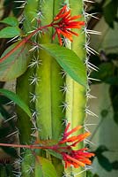 Hamelia patens Firebush with cactus - Polaskia chichipe. Summer, Andalucia, Spain.