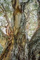 Melaleuca quinquenervia - Broad-leaved paperbark. Late summer, Centennial Park. Sydney, NSW, Australia.