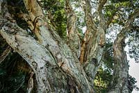 Melaleuca quinquenervia - Broad-leaved paperbark. Late summer, Centennial Park., Sydney, NSW, Australia.
