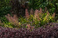 Portea petropolitana var extensa. Late summer, Royal Botanic Garden Sydney, NSW, Australia.