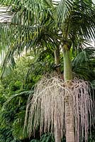 Rhopalostylis baueri Norfolk Island palm. Suburban garden, Sydney, NSW, Australia