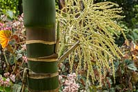 Rhopalostylis baueri Norfolk Island palm. Royal Botanic Garden Sydney, NSW, Australia