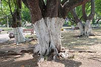 Cali Colombia. Trees with white painted trunks.