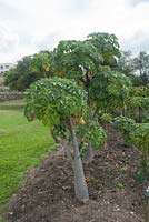 Carica papaya - Papaya tree 