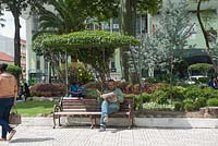 An arboreal parasol keeps the sun away from those sitting on benches on Parque Central in Loja, Ecuador.