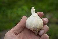 Allium sativum var sativum ssp 'flavor' - Garlic 