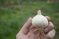 Allium sativum var sativum ssp silverskin subvar creole 'Cledor'.  Person holding harvested garlic bulb