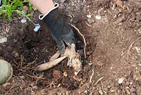 Planting a Dahlia tuber