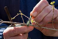 Pruning and Training a Goji Berry plant grown on wires. Select and tie in a main stem to the wire with twine