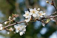 Prunus salicina 'Lizzie' - Asian plum flowers