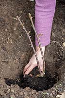 Planting a pot grown Rambling Rosa 'Kiftsgate'. Place rose into hole to the correct depth 
